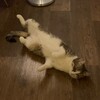 Логотип телеграм канала @maxim_macbooks — КРИНЖОВЫЙ ЧЕЛ