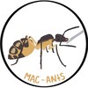Логотип телеграм канала @maximumants — MAC-ants // интересное о муравьях!
