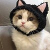 Логотип телеграм канала @mayksudka — Творческое логово котика🐈