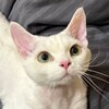 Логотип телеграм канала @mayorovada — MAYOROVA