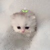 Логотип телеграм канала @mayushsh — mayunya ⸜(⸝⸝⸝´꒳`⸝⸝⸝)⸝♡