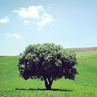 电报频道的标志 mazandaranime — پاتوق مازندرانی ها