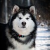 Logo of telegram channel mazurstar — Alaskan Malamute , Mazurstar Kennel Аляскинский Маламут