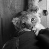 Логотип телеграм канала @me0wtalk — самое время