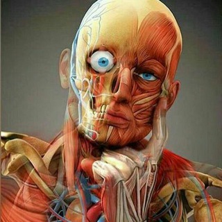 لوگوی کانال تلگرام med_anatomy — آناتومی پزشکی