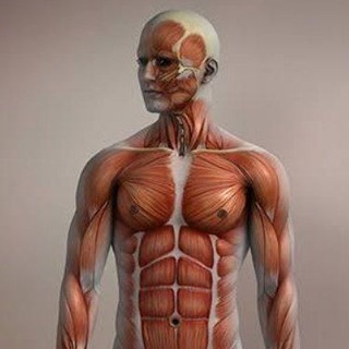Telegram channel Musculoskeletal Disorders|Medcology logo