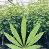 Logo of telegram channel medherb_dispensary — Herb Dispensary