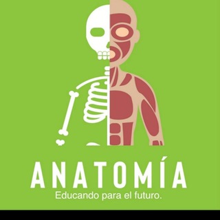 Logotipo del canal de telegramas medicinaconreynoso - Anatomía y Neuroanatomía con Reynoso