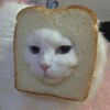 Логотип телеграм канала @medilogii — Psycho-Cat | Психология