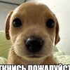 Логотип телеграм канала @medvedelevv — ГДZ
