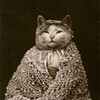 Логотип телеграм канала @meeeeeeeooww — хахахахихихи