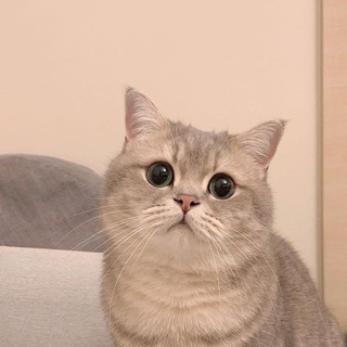 Логотип телеграм канала @meeeoowwwo — scnd vvv