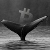 Logo of telegram channel megawhale11 — Crypto Whale