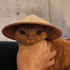 Логотип телеграм канала @megovietnam — ЧАТЫ - ТАИЛАНД ВЬЕТНАМ