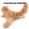 Telegram channel meladatto logo