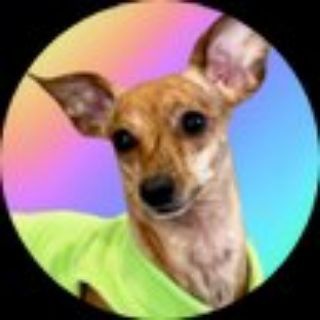 Logo of telegram channel melaniadogwifnohat — Melania, not Trump, but a dog