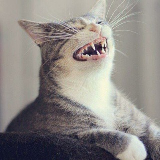 Логотип телеграм канала @mem_for_bro — Мемтюнь