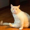 Логотип телеграм канала @mem_t1me — MemTime