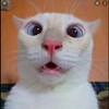 Telegram channel Мемасик/смешные видео/ картинки котико и многое другое logo