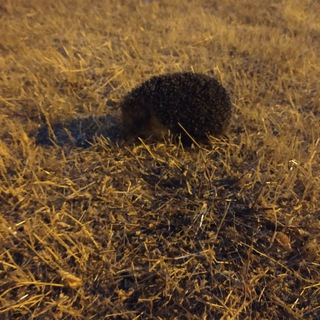 Логотип телеграм канала @memasiki_ot_maksa — Мемасы😎🧐