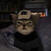 Telegram channel Мемный бро logo
