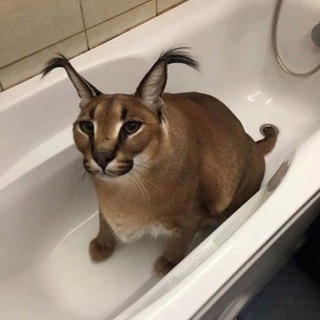 Логотип телеграм канала @meme_cate — Смешные котики 😹