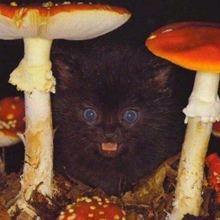 Логотип телеграм канала @mememecats — мои сраные кошки