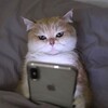 Логотип телеграм канала @memereality — Это мем или реальность?