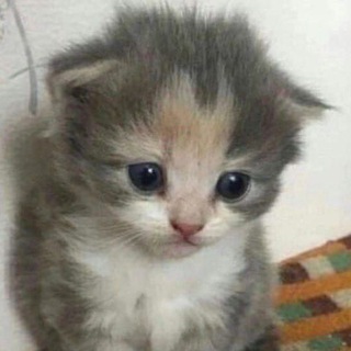 Логотип телеграм канала @memes_for_dialogs — мемы (по)ржать