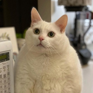 Логотип телеграм канала @memes_for_i — Мемы для важных переговоров