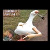 Логотип телеграм канала @memesmlbb69 — Mobile Legends Memes mlbb