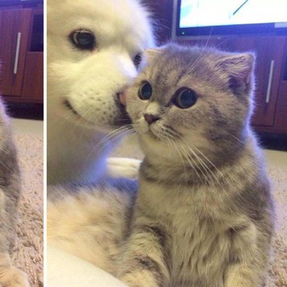 Logo of telegram channel memeswholesome — Wholesome Memes