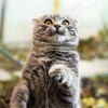 Логотип телеграм канала @memfricats — Мемасы, пятница и котики