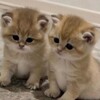Логотип телеграм канала @memis778 — Мемы онлайн