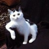 Логотип телеграм канала @memkots — Мемы про котов|коты