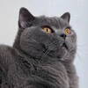 Логотип телеграм канала @memnatalie — Мемы, кошки и Наташа