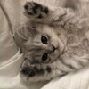 Логотип телеграм канала @memni_sklad — Мемный склад