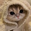 Логотип телеграм канала @memniy_kotoklizm — Мемный Котоклизм