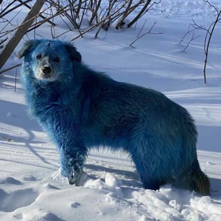 Logo of telegram channel memnuimem — Мемный мэм