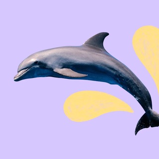 Логотип телеграм канала @memorty — пристанище дельфинов