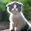 Логотип телеграм канала @memy_s_kotamy — Домашние зверюги
