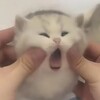 Логотип телеграм канала @memzver — жвётный пикчанский