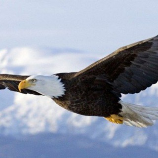 Telegram kanalining logotibi meningmaqsadim — BUYUK MAQSADLAR 🦅