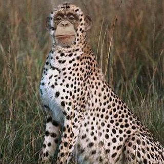 لوگوی کانال تلگرام mentrich_shit — SHITPOST MENTRICH