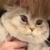 Логотип телеграм канала @menyavsezaebaliblyat — дни жизни кактуса