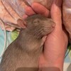 Логотип телеграм канала @meonyaa — укромный уголочек