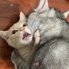 Логотип телеграм канала @meouwlw — گربه‌ی✂️(wlw)