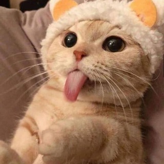 Логотип телеграм канала @meow_lingo — MeowLingo | Английский по фильмам