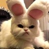 Логотип телеграм канала @meow_meow_cutee — Шерстяной мяу