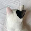لوگوی کانال تلگرام meowdaiily — Meow🐈‍⬛️